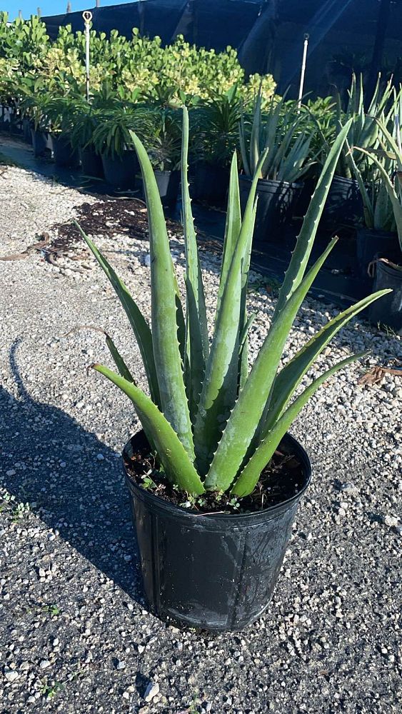 aloe-vera-medicinal-aloe