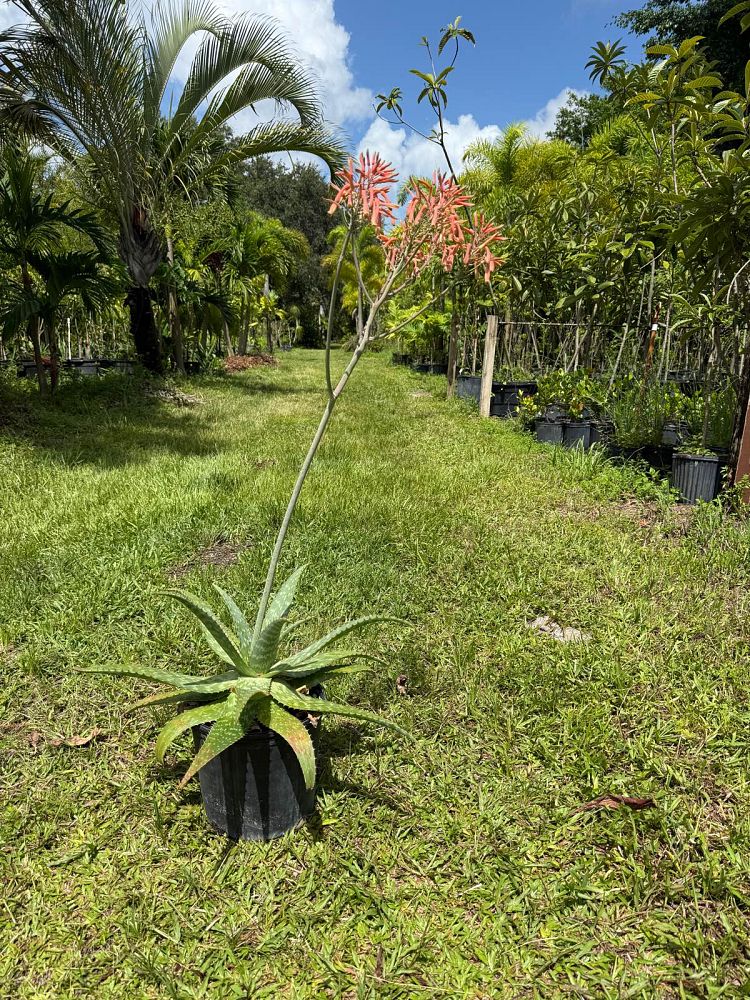 aloe-vera-medicinal-aloe