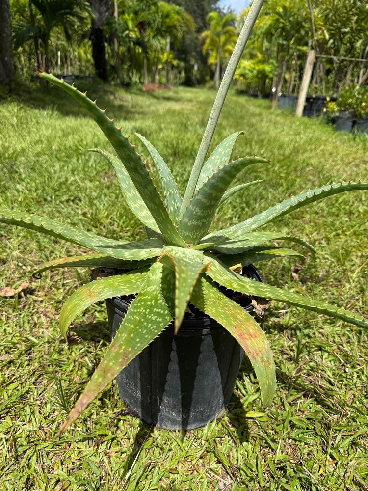 aloe-vera-medicinal-aloe