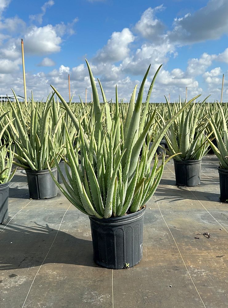 aloe-vera-medicinal-aloe