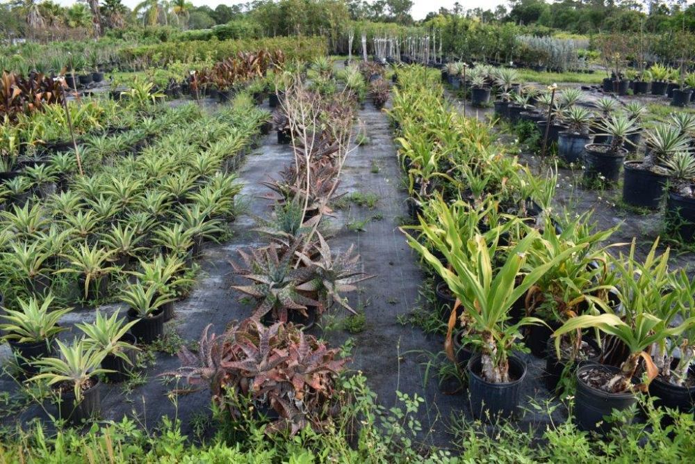 aloe-vera-medicinal-aloe