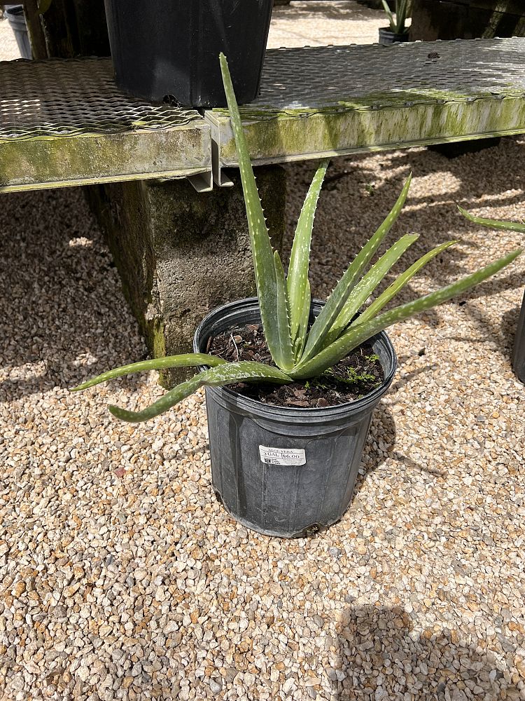 aloe-vera-medicinal-aloe