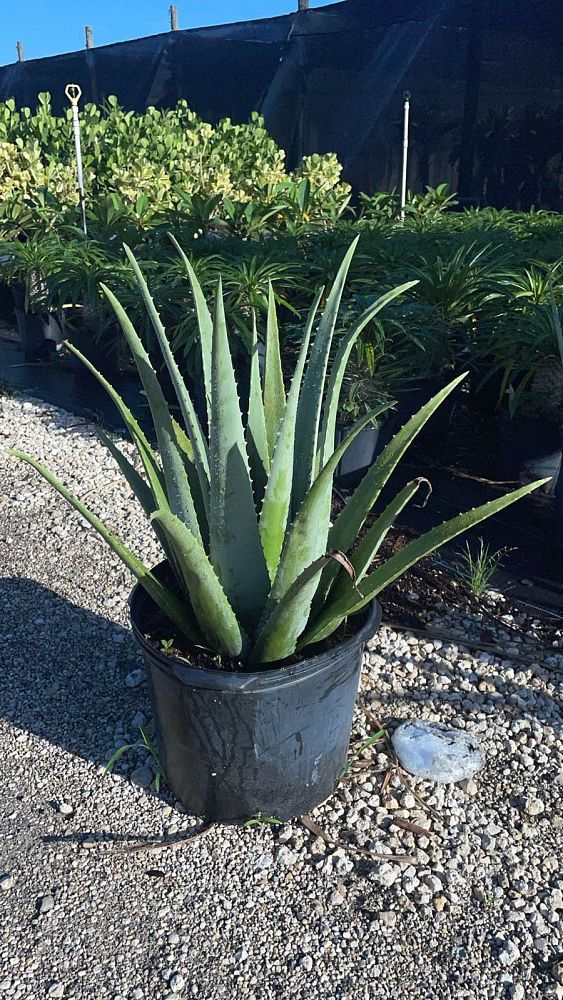 aloe-vera-medicinal-aloe