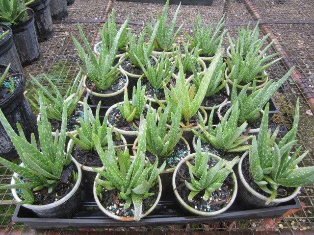 aloe-vera-medicinal-aloe
