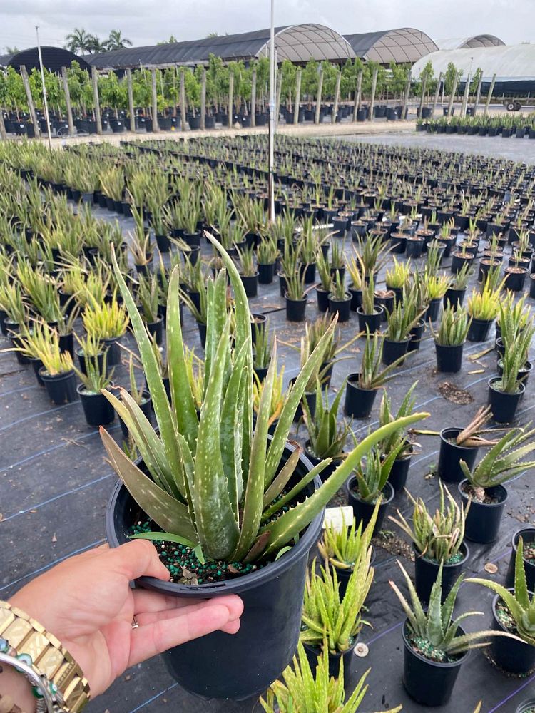 aloe-vera-medicinal-aloe