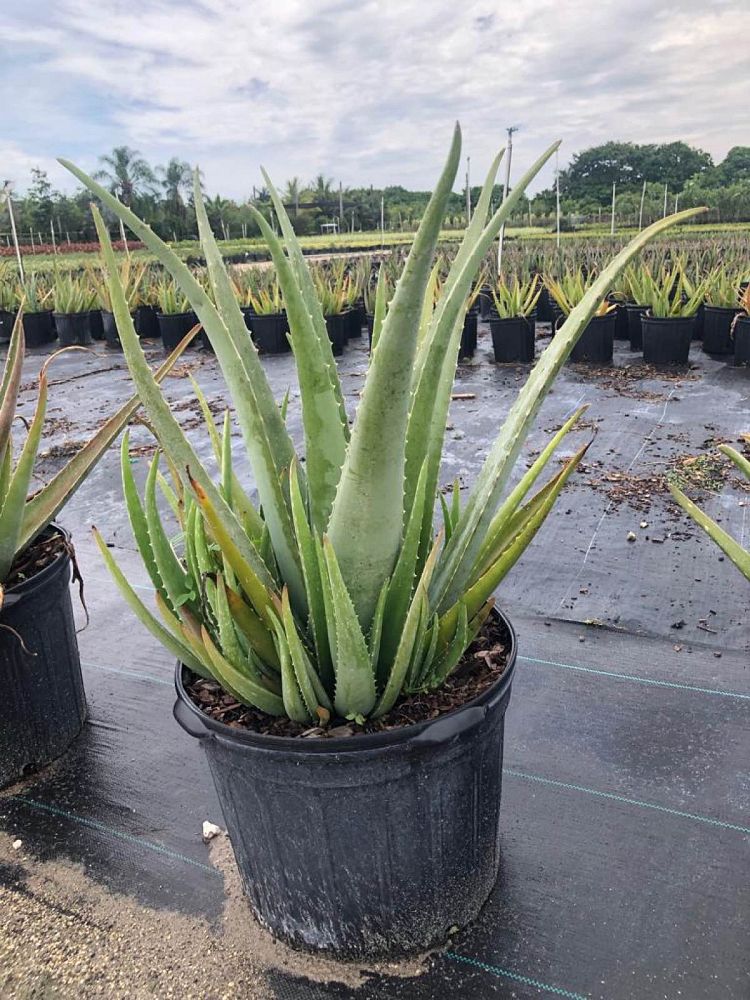 aloe-vera-medicinal-aloe