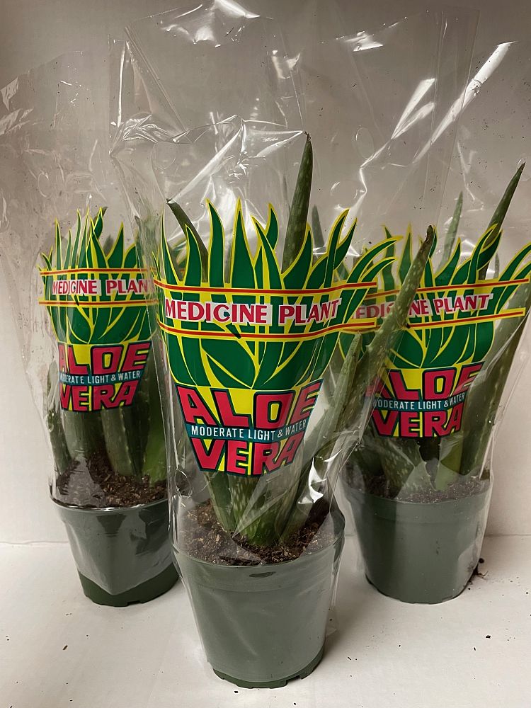 aloe-vera-medicinal-aloe