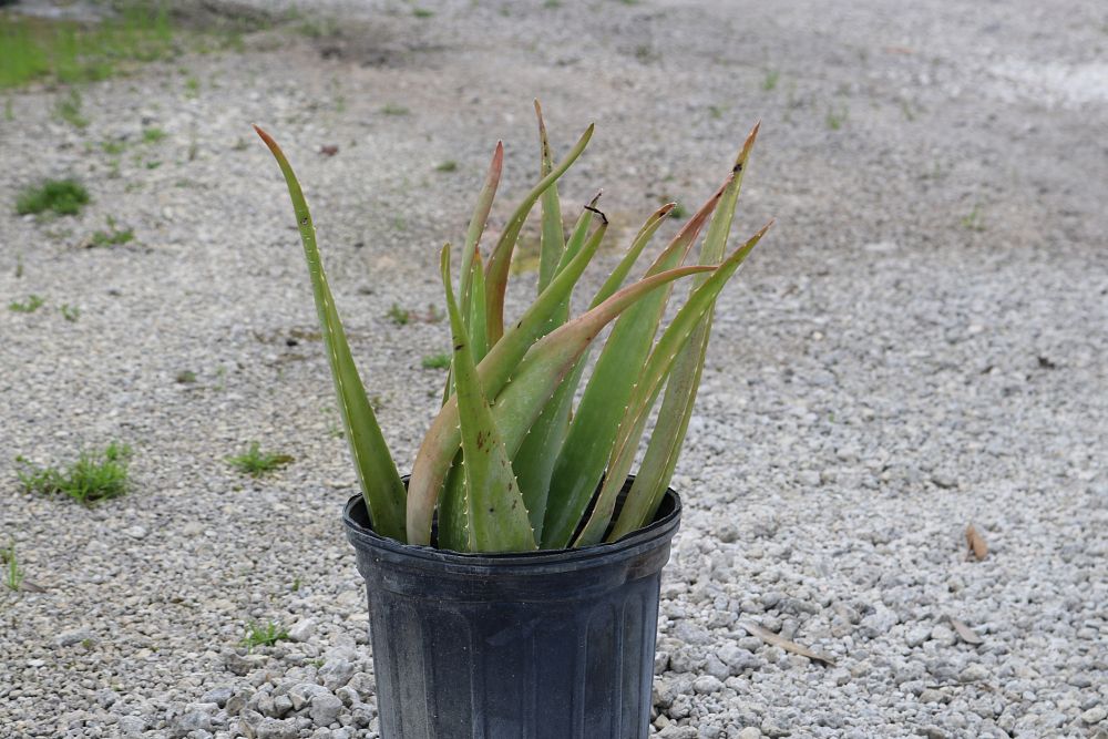 aloe-vera-medicinal-aloe