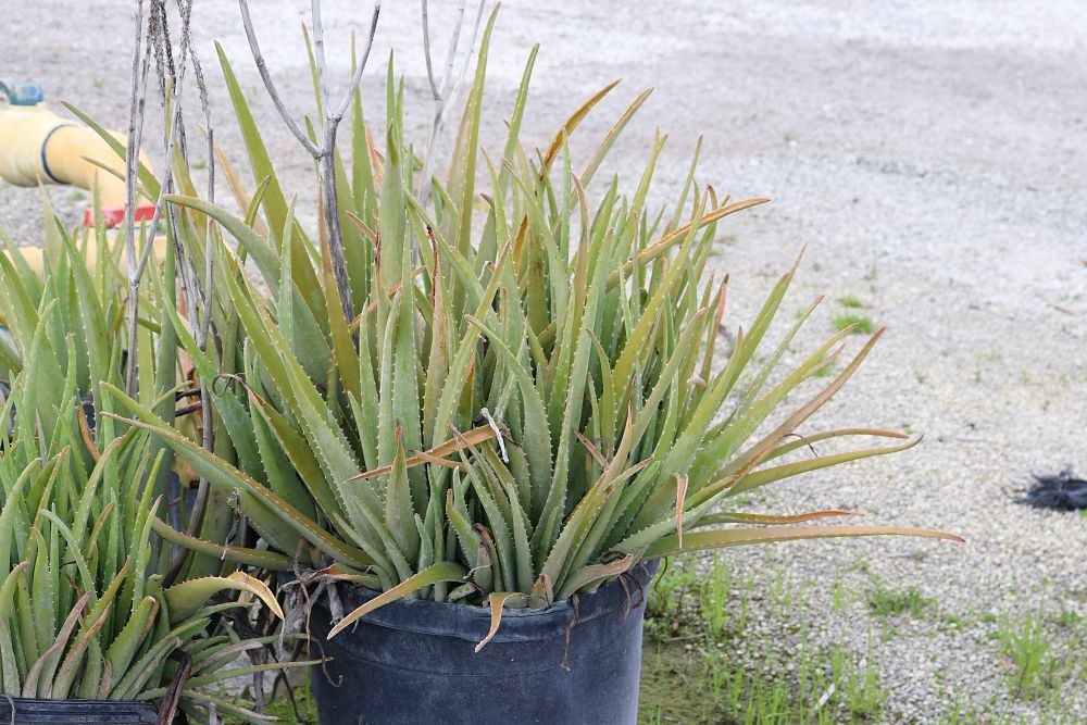 aloe-vera-medicinal-aloe