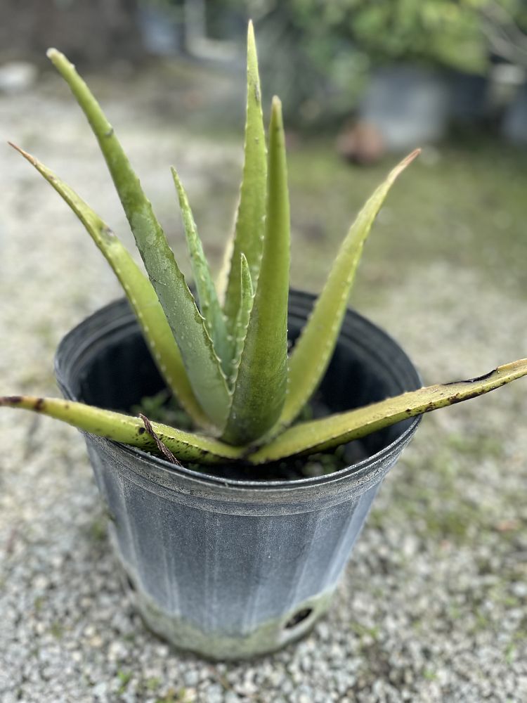 aloe-vera-medicinal-aloe
