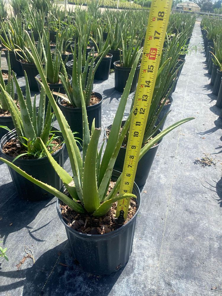 aloe-vera-medicinal-aloe