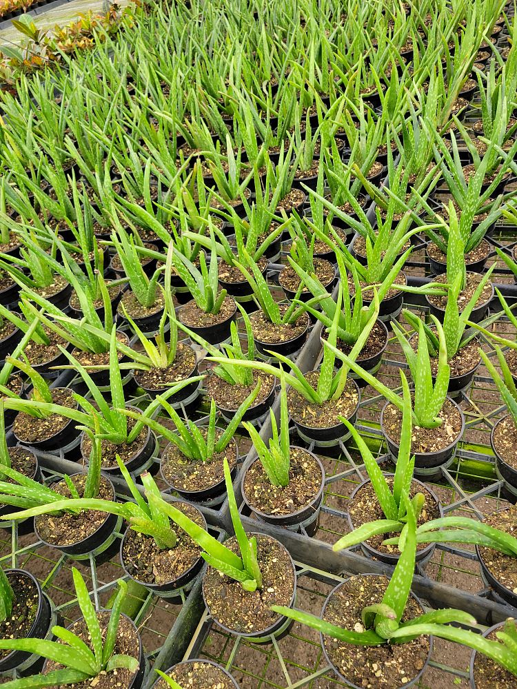 aloe-vera-medicinal-aloe