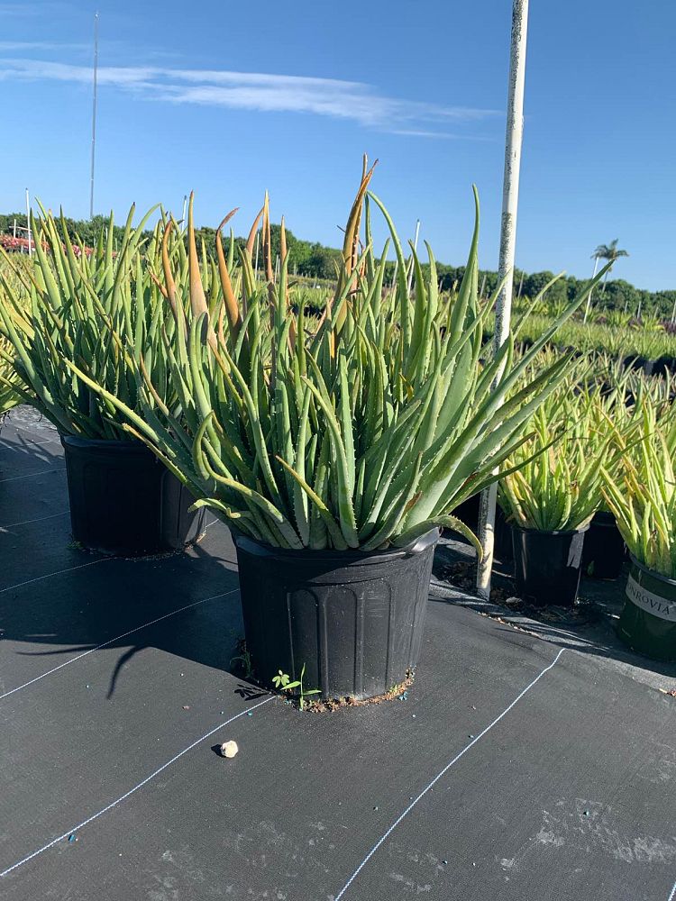 aloe-vera-medicinal-aloe