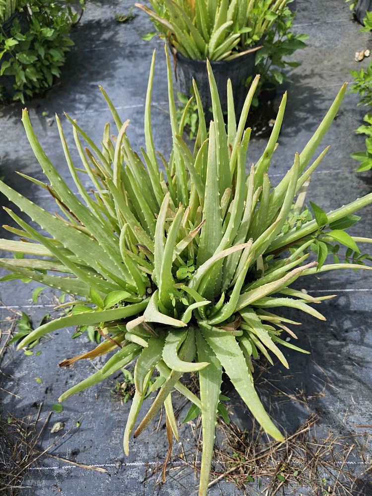 aloe-vera-medicinal-aloe