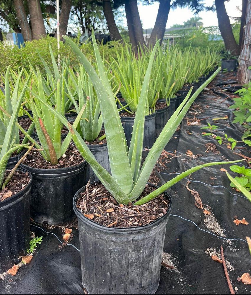aloe-vera-medicinal-aloe