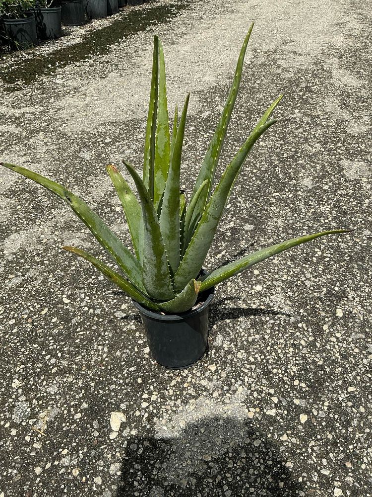 aloe-vera-medicinal-aloe