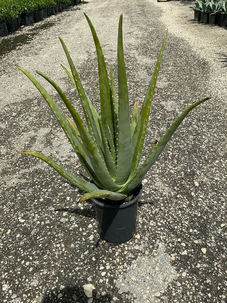 aloe-vera-medicinal-aloe