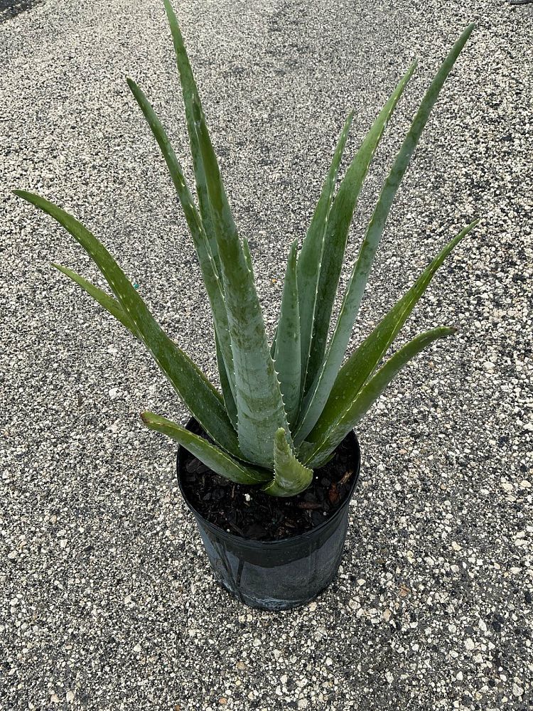 aloe-vera-medicinal-aloe