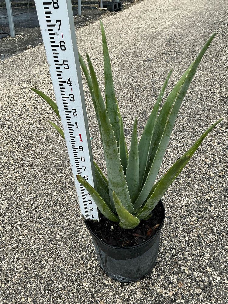 aloe-vera-medicinal-aloe