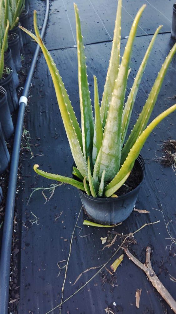 aloe-vera-medicinal-aloe