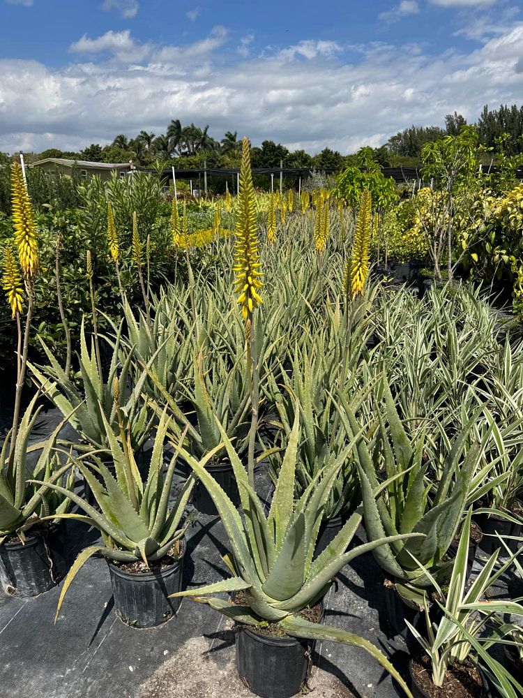 aloe-vera-medicinal-aloe