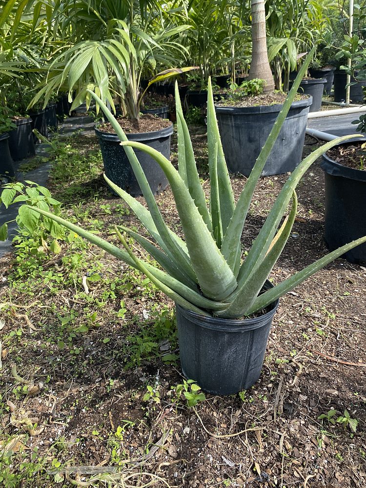 aloe-vera-medicinal-aloe