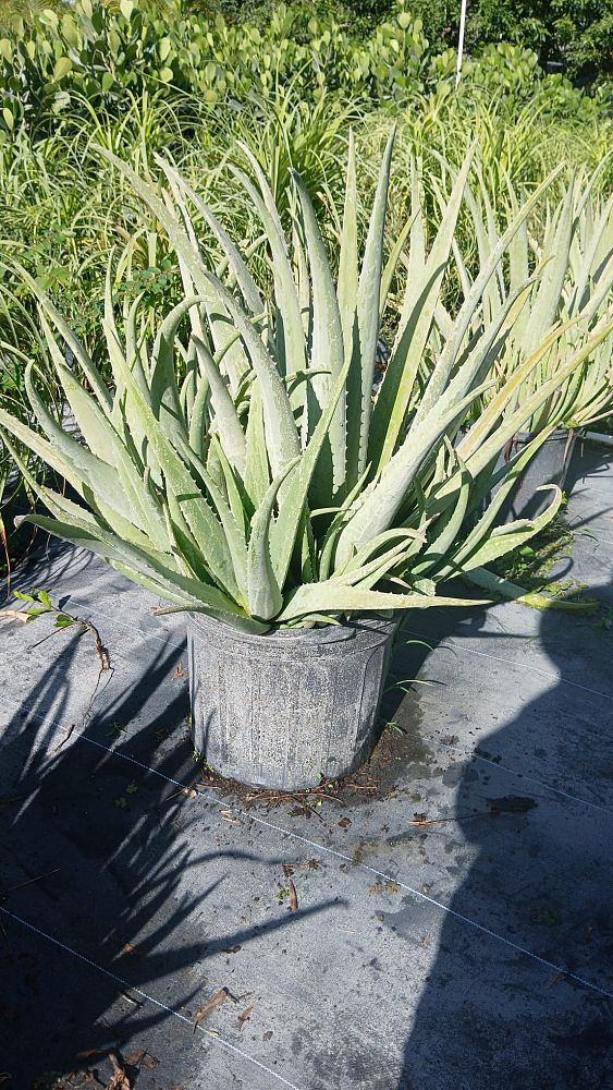 aloe-vera-medicinal-aloe