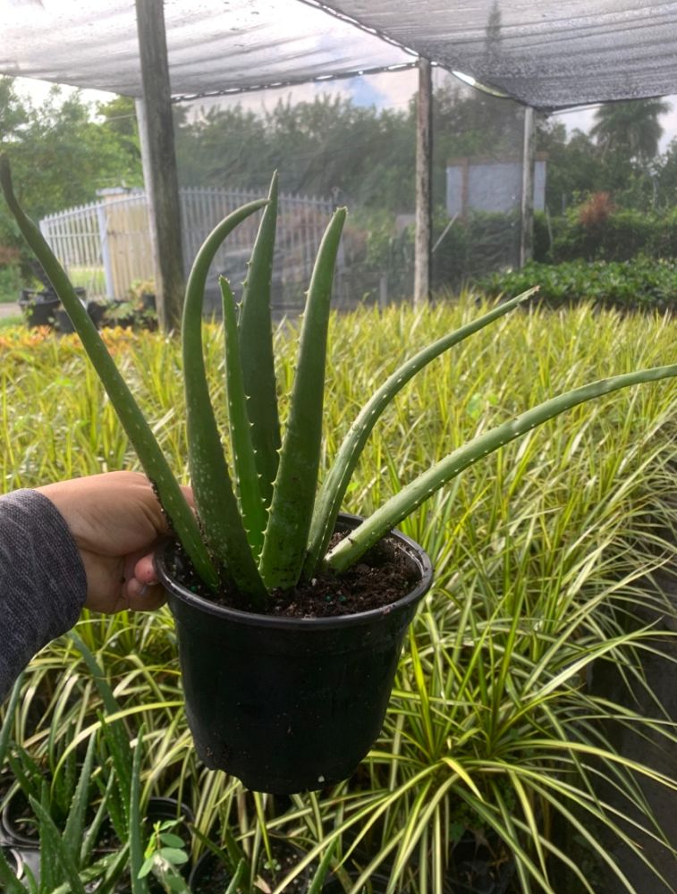 aloe-vera-medicinal-aloe
