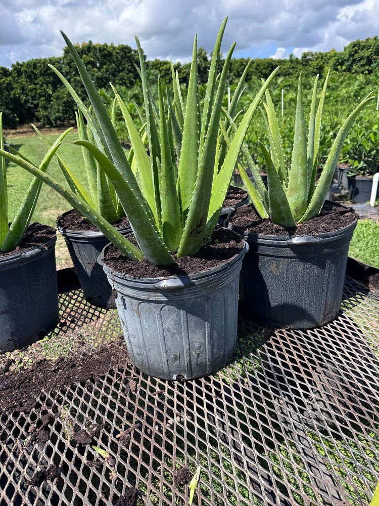 aloe-vera-medicinal-aloe