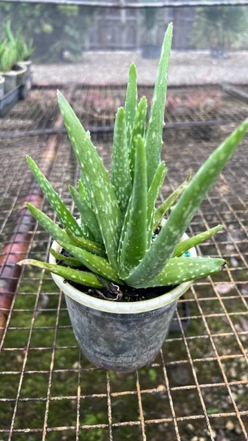 aloe-vera-var-chinensis