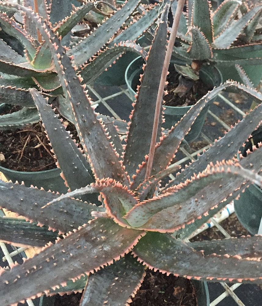 aloe-vinnie