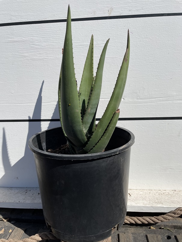 aloe-wickensii