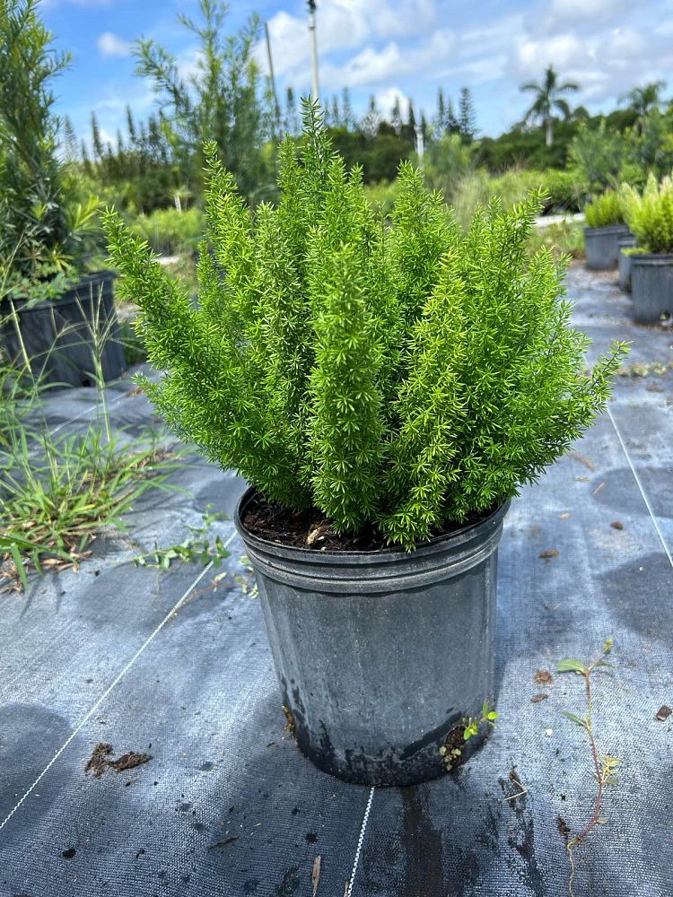alopecurus-foxtail-grass