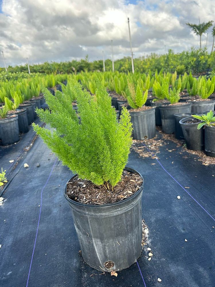 alopecurus-foxtail-grass