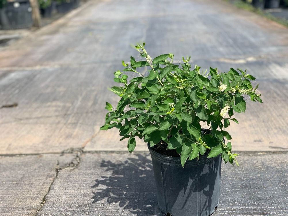 aloysia-virgata-sweet-almond-verbena-incense-bush-sweet-almond-bush