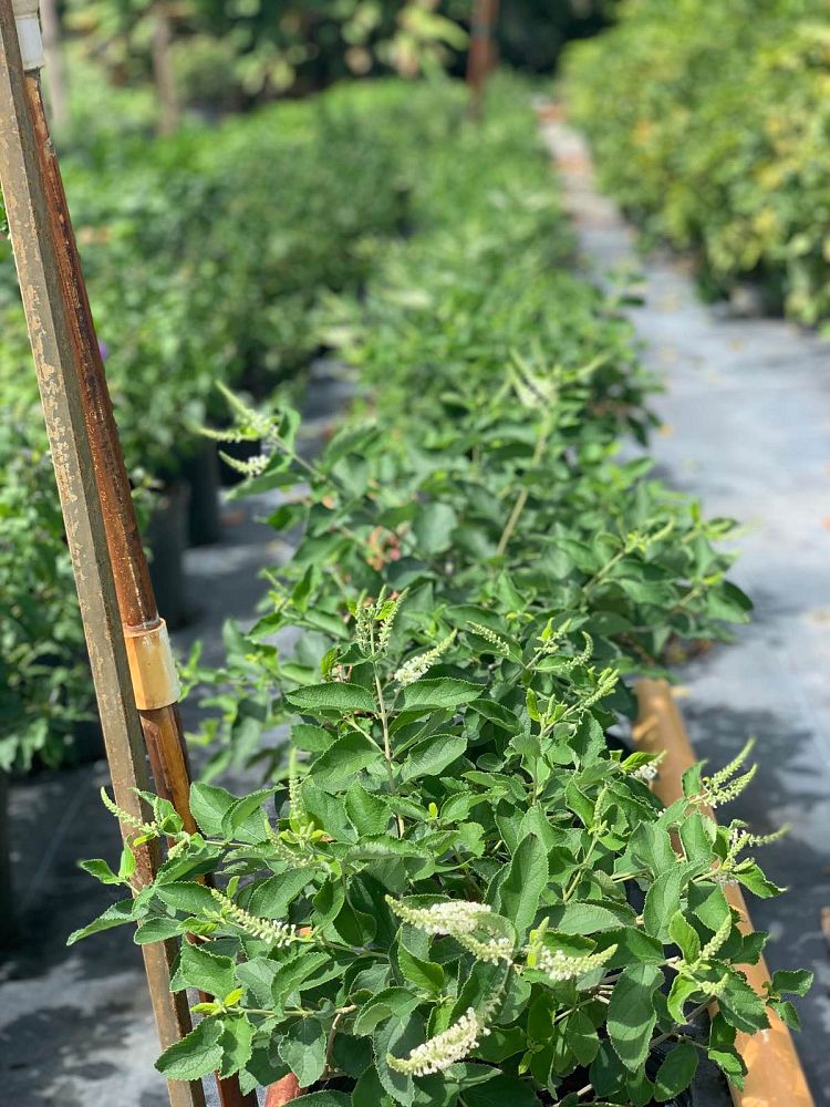 aloysia-virgata-sweet-almond-verbena-incense-bush-sweet-almond-bush