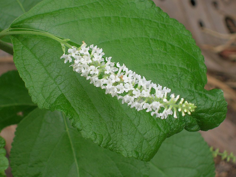 aloysia-virgata-sweet-almond-verbena-incense-bush-sweet-almond-bush