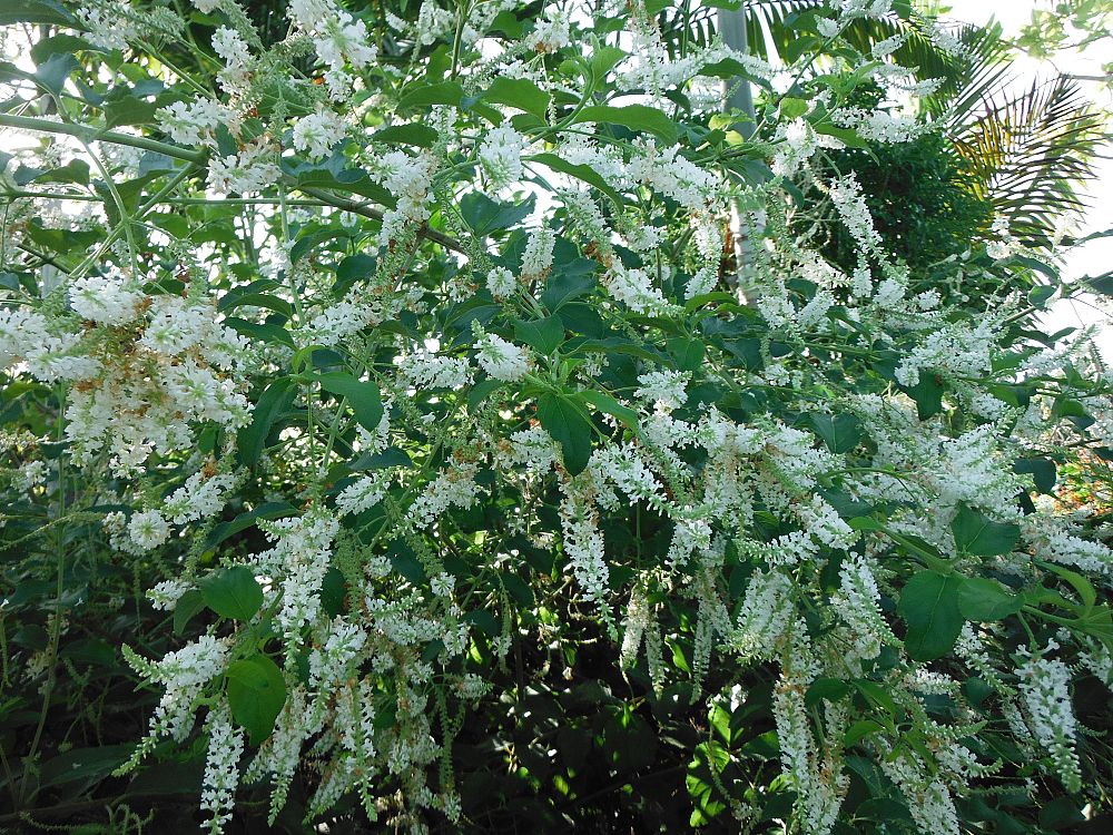 aloysia-virgata-sweet-almond-verbena-incense-bush-sweet-almond-bush