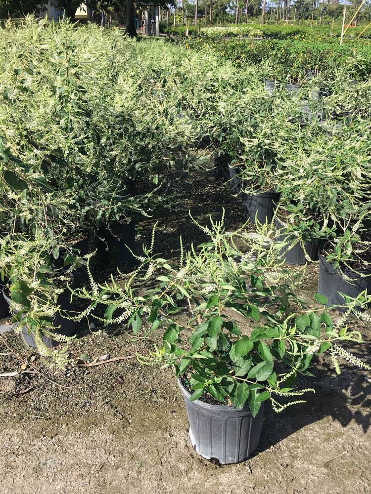 aloysia-virgata-sweet-almond-verbena-incense-bush-sweet-almond-bush