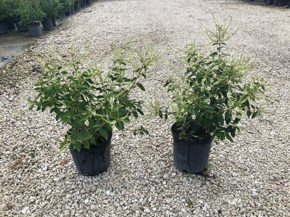 aloysia-virgata-sweet-almond-verbena-incense-bush-sweet-almond-bush