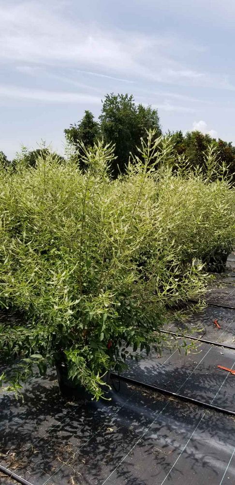 aloysia-virgata-sweet-almond-verbena-incense-bush-sweet-almond-bush