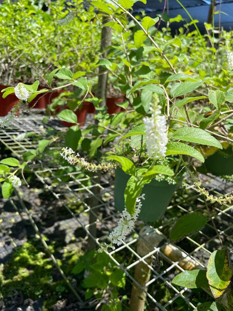 aloysia-virgata-sweet-almond-verbena-incense-bush-sweet-almond-bush