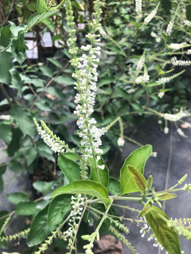 aloysia-virgata-sweet-almond-verbena-incense-bush-sweet-almond-bush