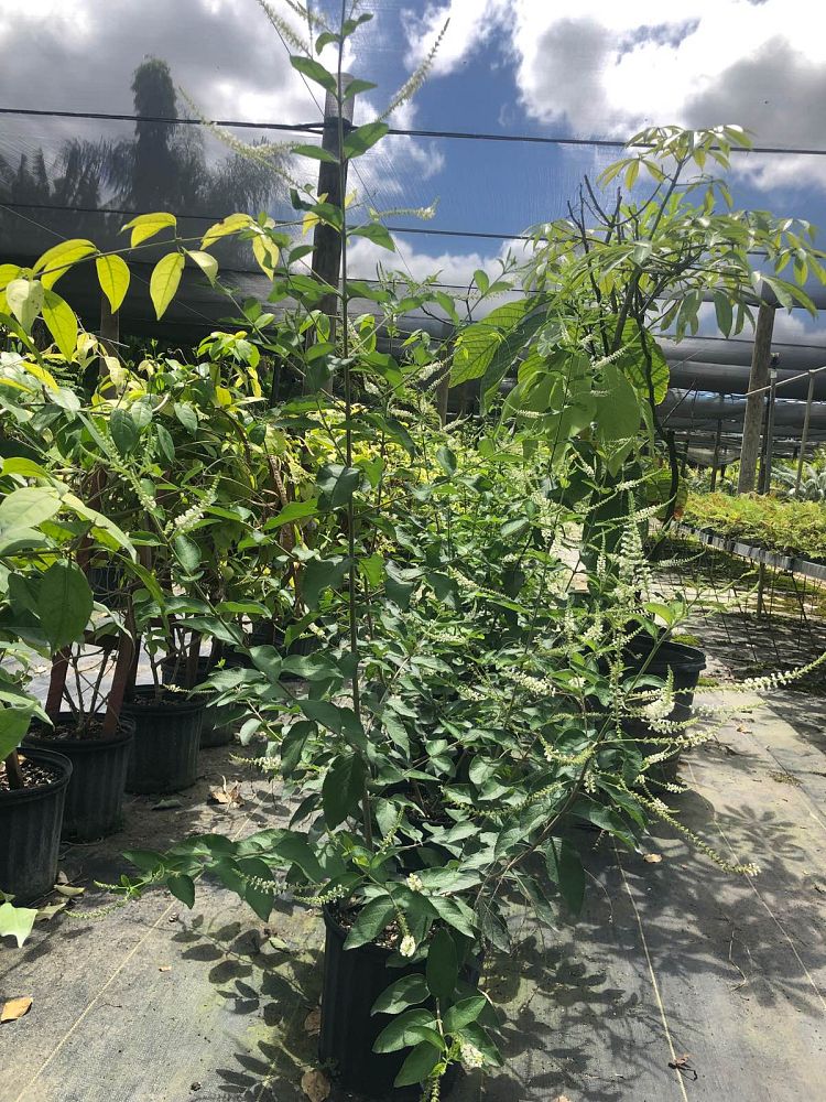 aloysia-virgata-sweet-almond-verbena-incense-bush-sweet-almond-bush