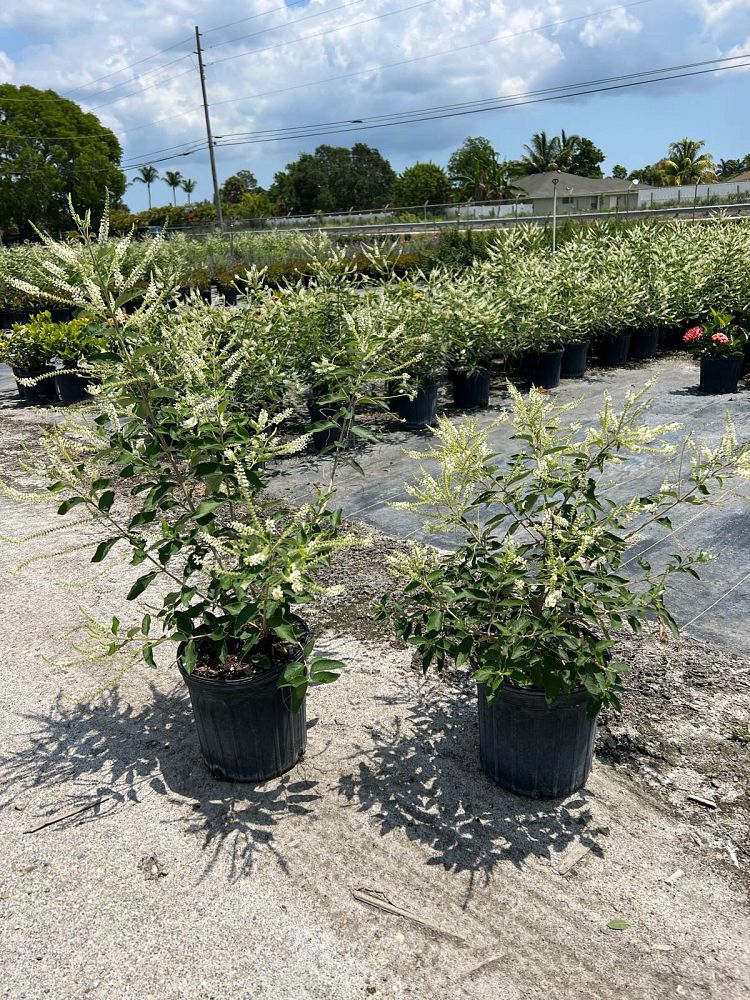 aloysia-virgata-sweet-almond-verbena-incense-bush-sweet-almond-bush