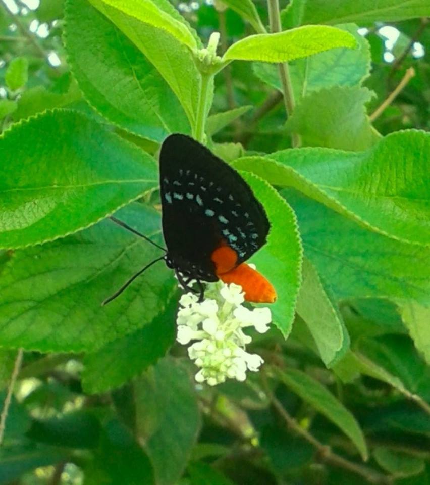 aloysia-virgata-sweet-almond-verbena-incense-bush-sweet-almond-bush
