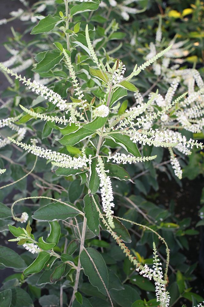 aloysia-virgata-sweet-almond-verbena-incense-bush-sweet-almond-bush