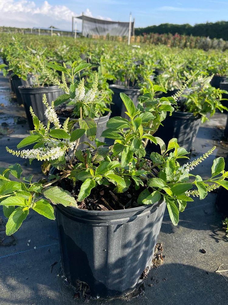 aloysia-virgata-sweet-almond-verbena-incense-bush-sweet-almond-bush