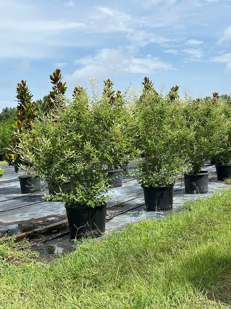 aloysia-virgata-sweet-almond-verbena-incense-bush-sweet-almond-bush