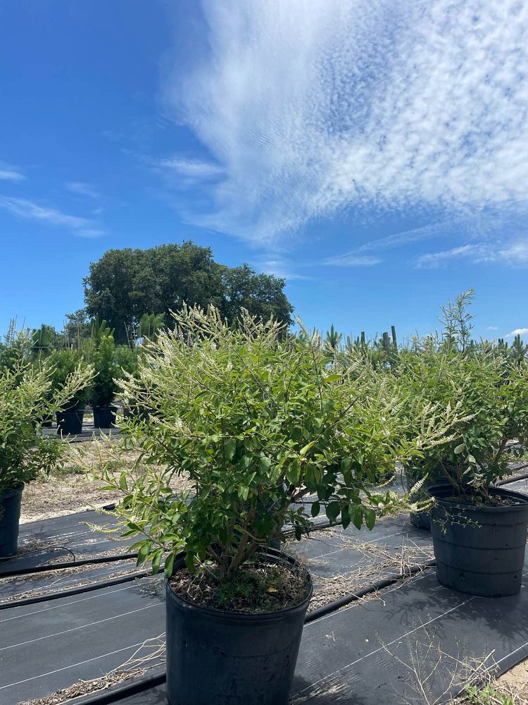 aloysia-virgata-sweet-almond-verbena-incense-bush-sweet-almond-bush